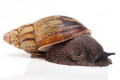 Archachatina camerunensis Cameroon adult